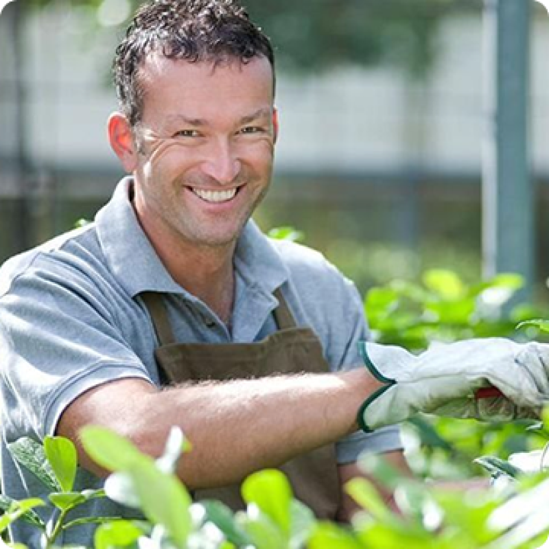 Gärtner beim Heckenschneiden